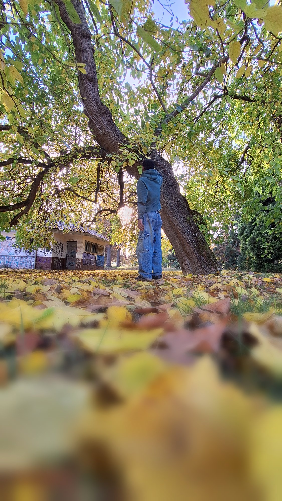 Bajo el árbol, mirando hacia arriba